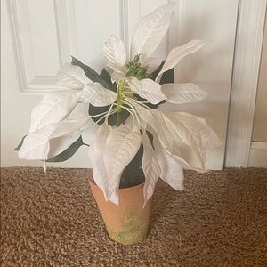 NWT Pottery Barn White Poinsettia in Terracotta Pot. About 17" tall